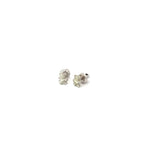 TEDDY BEAR SILVER STUDS